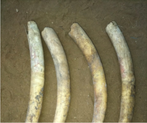 Tanzanian Nabbed With 19 Pieces Of Elephant Tusks Valued At Sh10 Million In Kehancha Migori County