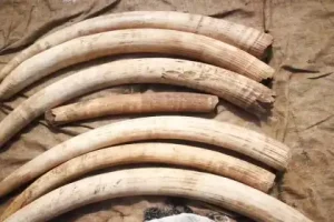 Trafficker Arrested With Ten Kilos Of Elephant Tusks After Arriving In Nairobi From Samburu