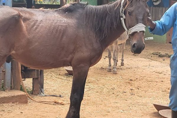 KSPCA detains 11 horses, two camels over claims of abuses at Mama Ngina Waterfront, Mombasa