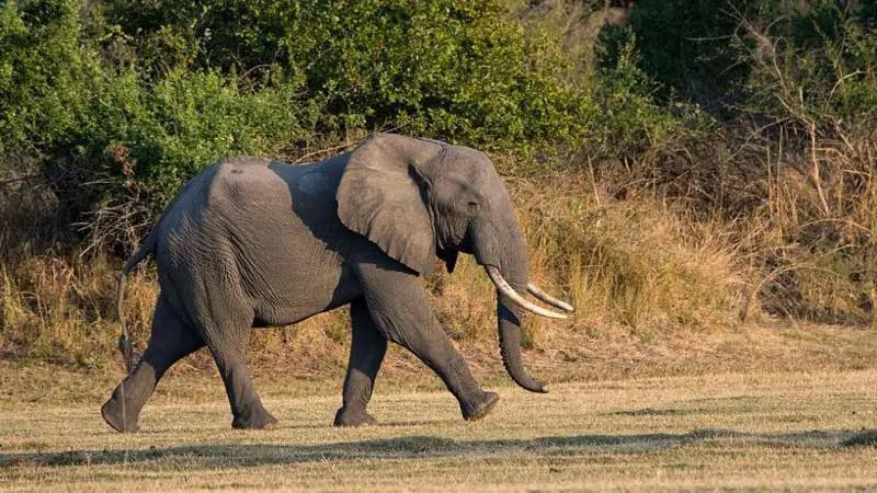 Tragedy as woman, 25 is trampled by elephants in Kinango, Kwale County
