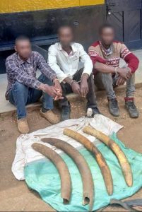 Three Arrested With Elephant Tusks In Kerugoya, Kirinyaga County