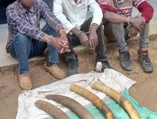 Three Arrested With Elephant Tusks In Kerugoya, Kirinyaga County
