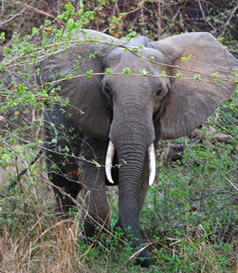 Tragedy as elephant tramples woman to death in Isiolo village