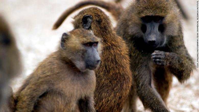 Tragedy as baboon kills minor in Wajir village