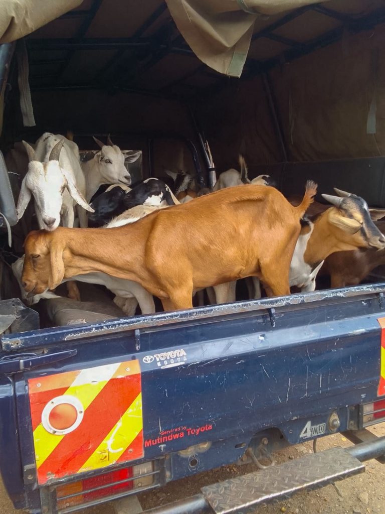 Police recover 21 stolen sheep and goats in Isiolo County
