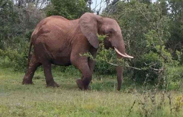 Tragedy as elephants kill two more people in Kwale and Isiolo Counties