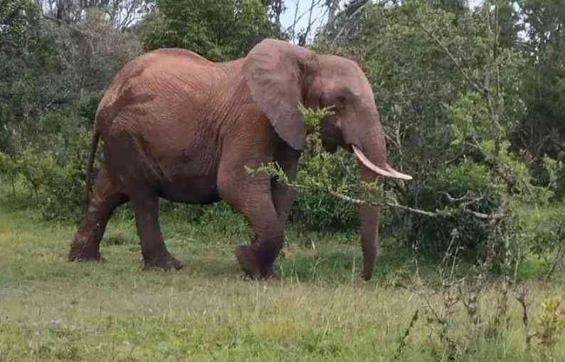 Tragedy as elephants kill two more people in Kwale and Isiolo Counties