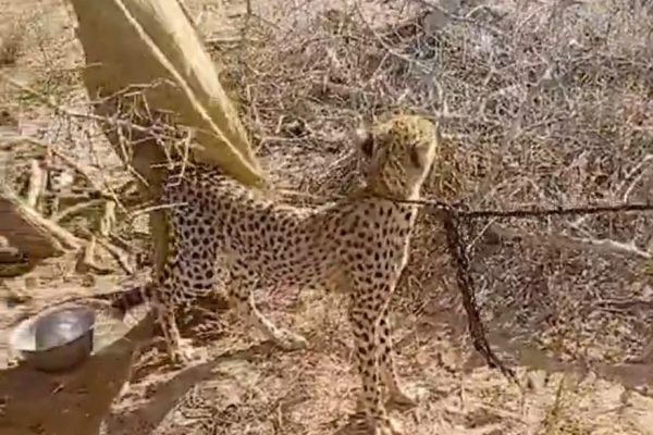 Villager rescues cheetah cub in Garissa — KWS steps in to ensure its safety