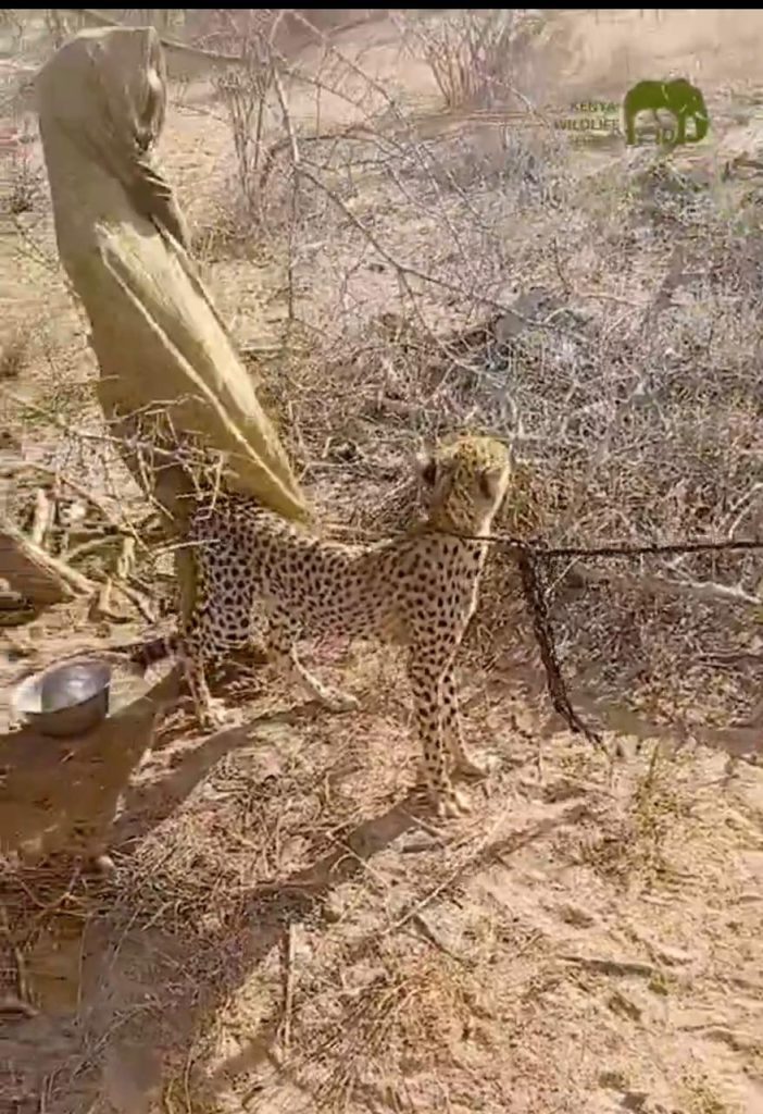 Villager rescues cheetah cub in Garissa — KWS steps in to ensure its safety