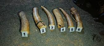 Two arrested with elephant tusks valued at Sh1.1 million in Samburu