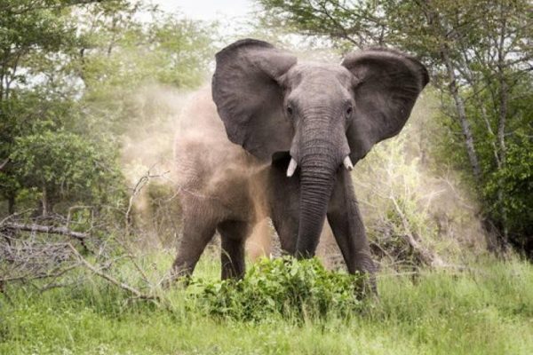 Tragedy as elephant kills man, 52 in Vitengeni, Kilifi County