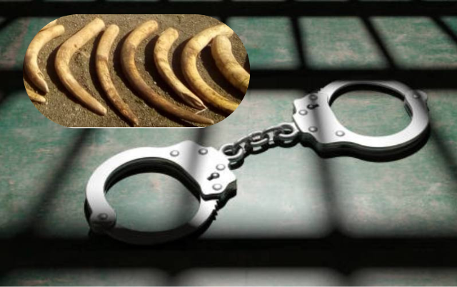 Police and KWS officials arrest 2 suspects with 13 kilos of elephant tusks in Samburu, Kwale County