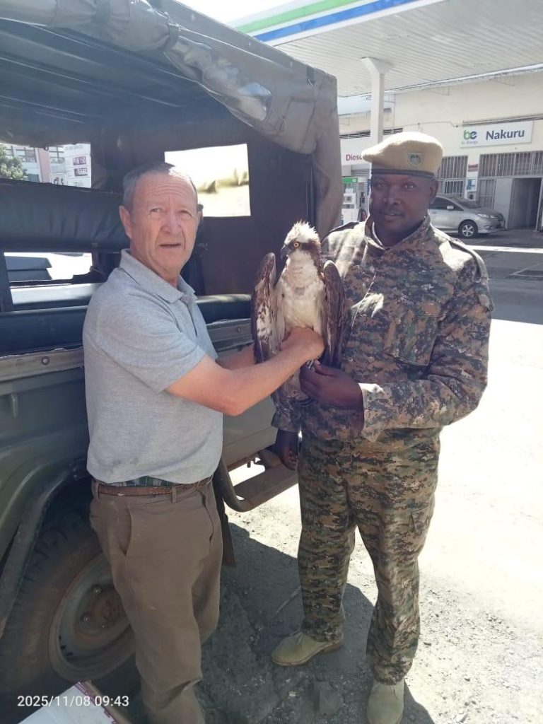 Russian Osprey Makes Rare Landing in Siaya, Kenya