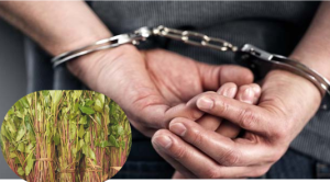 Dutch man arrested for attempting to smuggle 12 kilos of miraa to Copenhagen at Mombasa airport