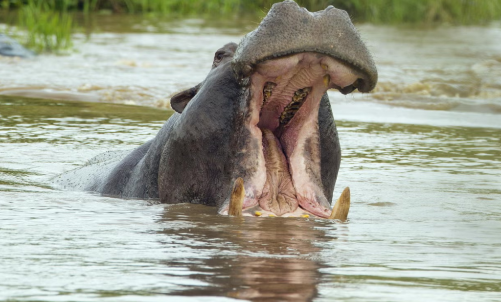 Tragedy as hippo attacks and kills two Ugandan men in Samia, Busia County