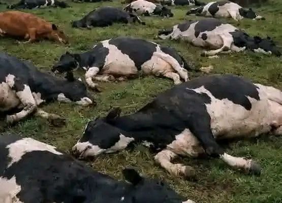 29 cows die after feeding on millet on a farm in Witu, Lamu County