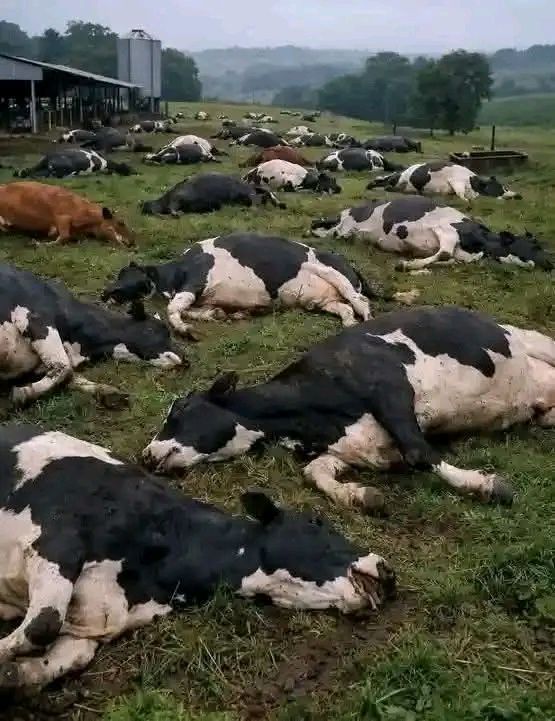29 cows die after feeding on millet on a farm in Witu, Lamu County