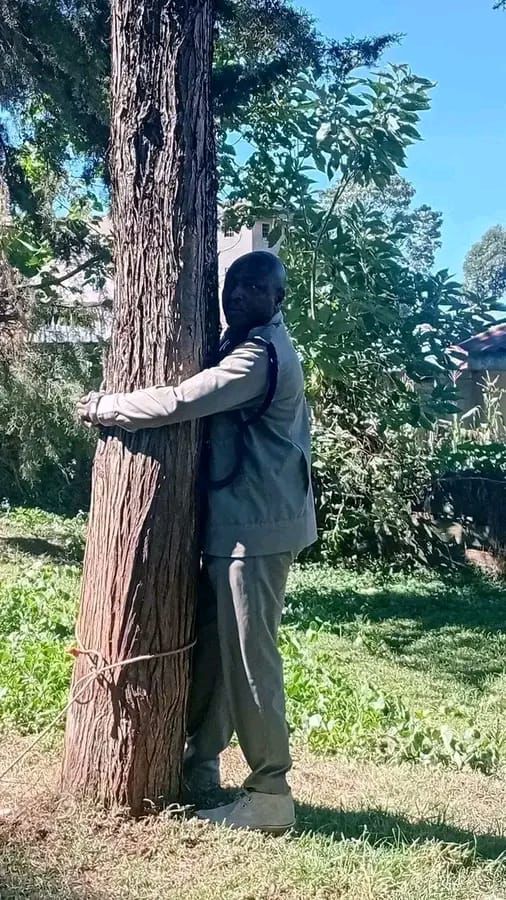 Belgut OCS Kennedy Wanjala hospitalised after tree-hugging protest over crime claims in Kericho County