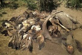 Cross-border probe launched after mass Wildlife poisoning near Amboseli