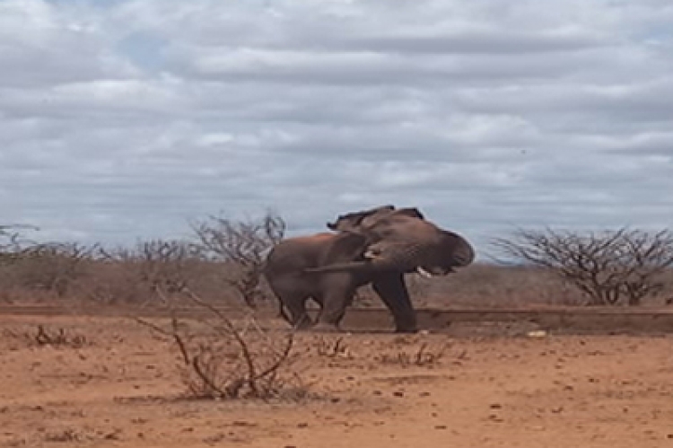 Elephant attacks and kills man in Kasigau, Taita Taveta County