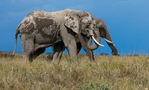 Elephant attacks and kills herder in Tigania, Meru County
