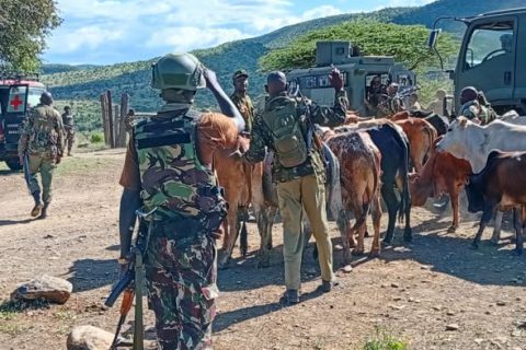 Multi-agency security team recovers 115 stolen livestock in Laikipia bandit operation