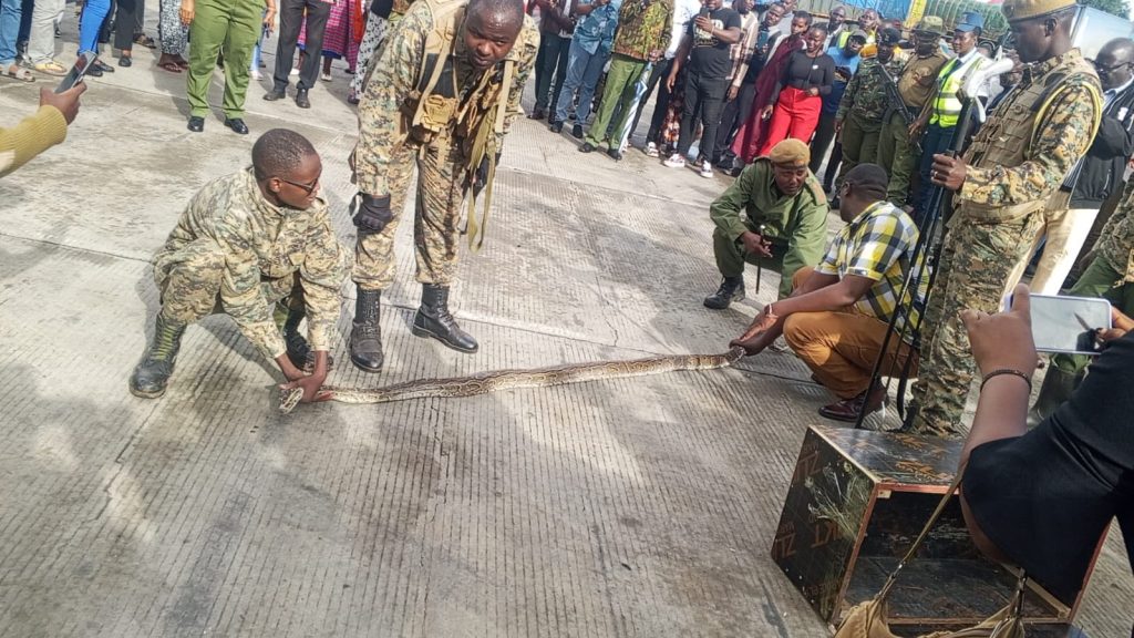 13-Foot Python seized in failed smuggling attempt at Namanga border