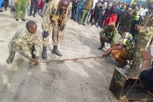 13-Foot Python seized in failed smuggling attempt at Namanga border