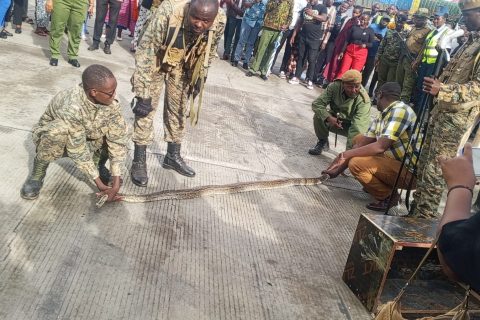 13-Foot Python seized in failed smuggling attempt at Namanga border