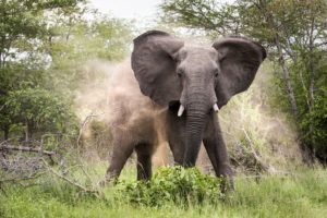 Tragedy as teen herdsboy is killed in elephant attack in Taita Taveta