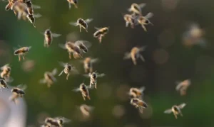 Tragedy as woman dies, another in critical condition after bee attack in Vihiga