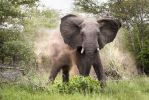 Elephant kills 96-year-old man in an attack in Sereolipi, Samburu County
