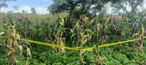 Man’s body found in maize plantation after assault in Imenti, Meru County