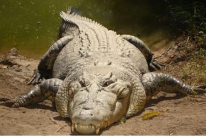 Fisherman dies after crocodile attack at Kisumu beach