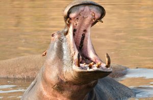 14-year-old boy killed in hippo attack while fishing in Kilifi