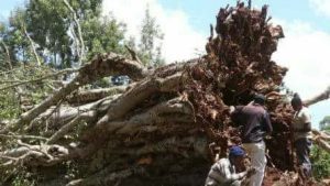 Two killed by falling trees during two separate logging operations in Meru and Migori