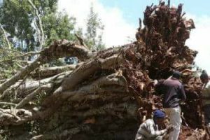 Two killed by falling trees during two separate logging operations in Meru and Migori
