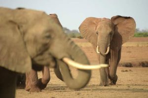 Relief as KWS relocates two elephants from Makueni after fatal attacks