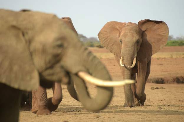 Relief as KWS relocates two elephants from Makueni after fatal attacks