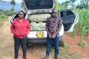 Two Suspects Arrested as Detectives Seize Sh4.6 Million Cannabis Consignment in Nakuru