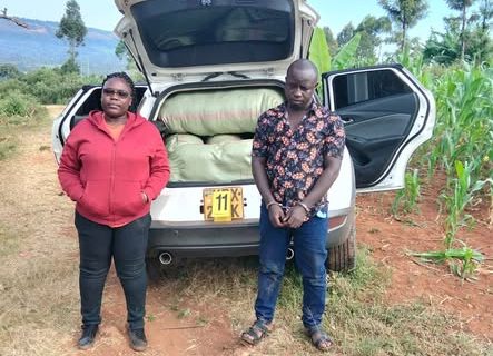 Two Suspects Arrested as Detectives Seize Sh4.6 Million Cannabis Consignment in Nakuru