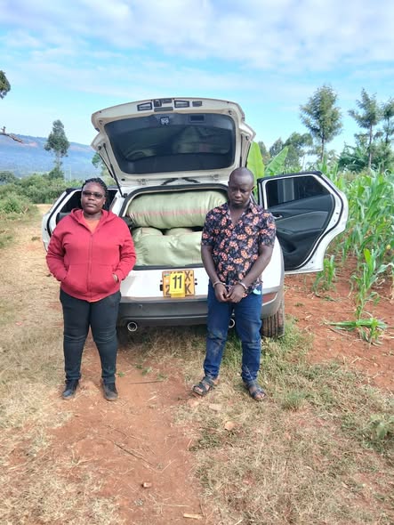 Two Suspects Arrested as Detectives Seize Sh4.6 Million Cannabis Consignment in Nakuru