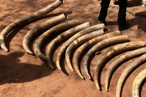 Man sentenced to five years in prison over elephant tusks trafficking in Tana River
