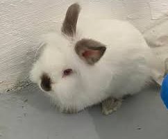 Man dies after assault over stolen rabbits in Meru