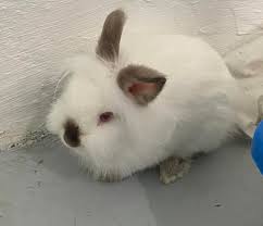 Man dies after assault over stolen rabbits in Meru