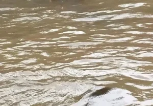 Missing Kirinyaga man found dead in River Ragati