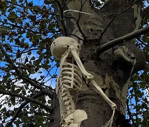 Human skeleton found hanging from tree near Sagana River Bridge, Kiringaga County