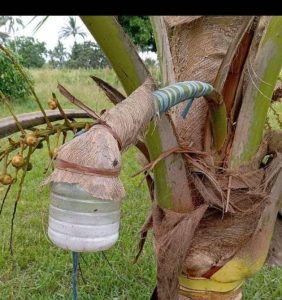 Man dies After falling from coconut tree while tapping Mnazi in Mombasa