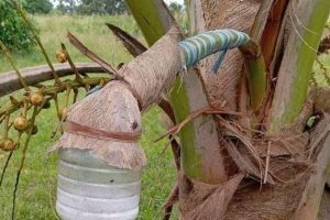 Man dies After falling from coconut tree while tapping Mnazi in Mombasa
