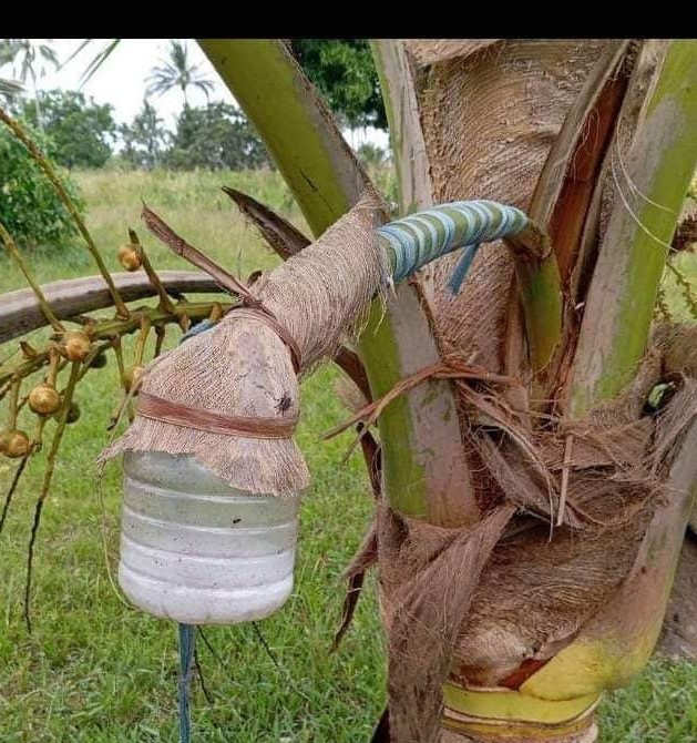Man dies After falling from coconut tree while tapping Mnazi in Mombasa